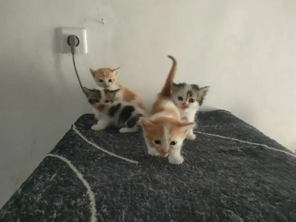 KITTEN MUNCHKIN CEBOL