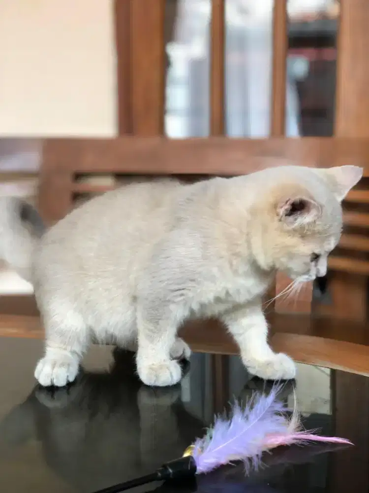 BSH Lilac jantan