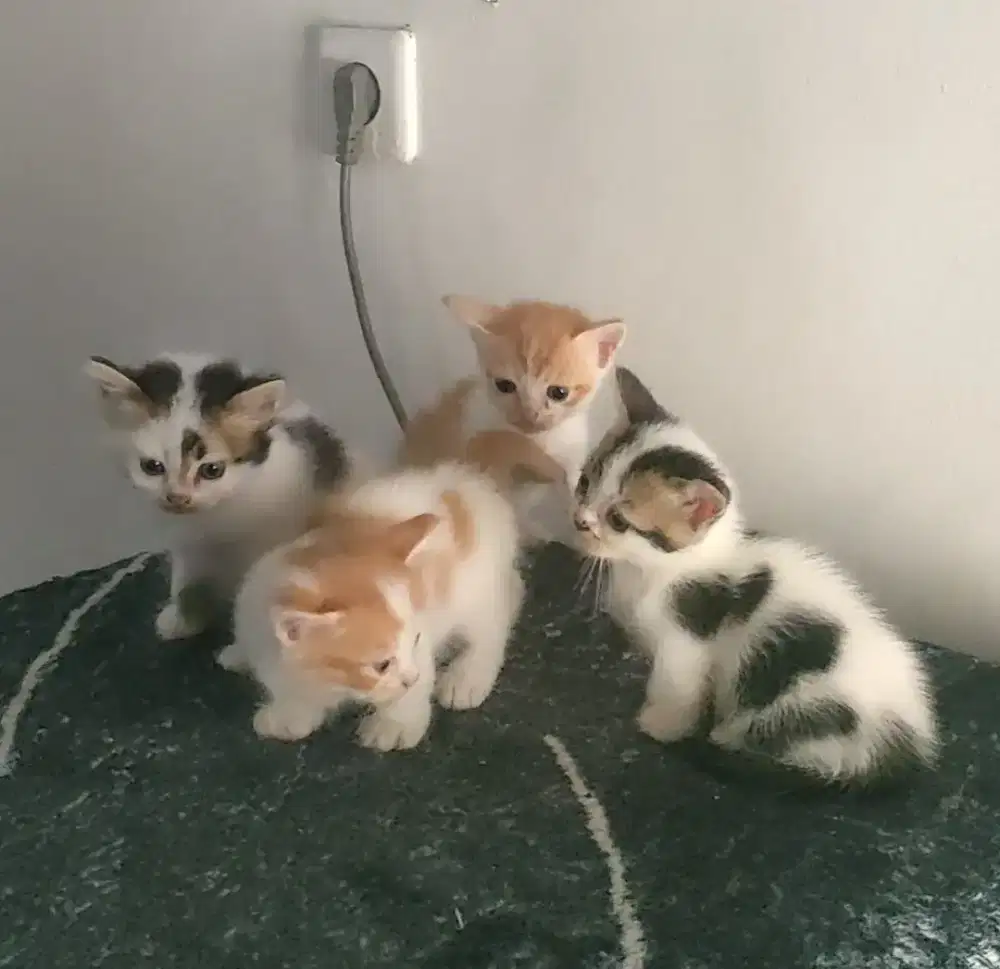 Kitten Munchkin Borongan