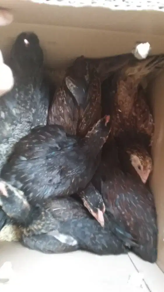 Ayam kampung unggul (KUB 2) umur 2,5 bln
