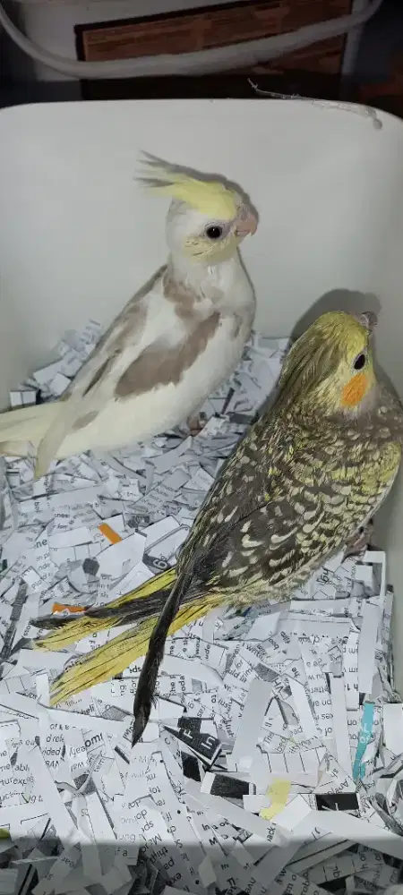 Anakan Falk tompel b heavypied