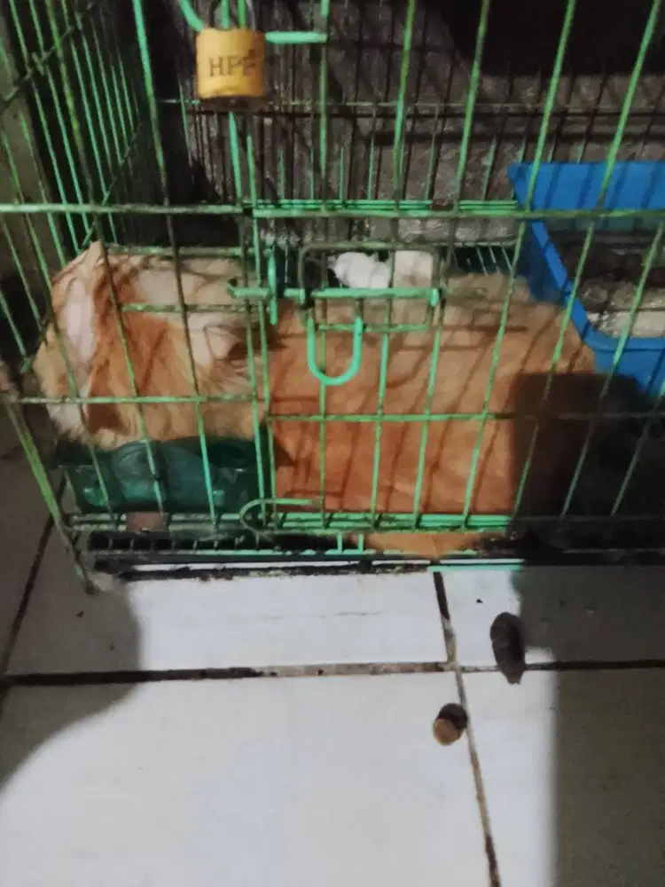 Sepasang Kucing Anggora