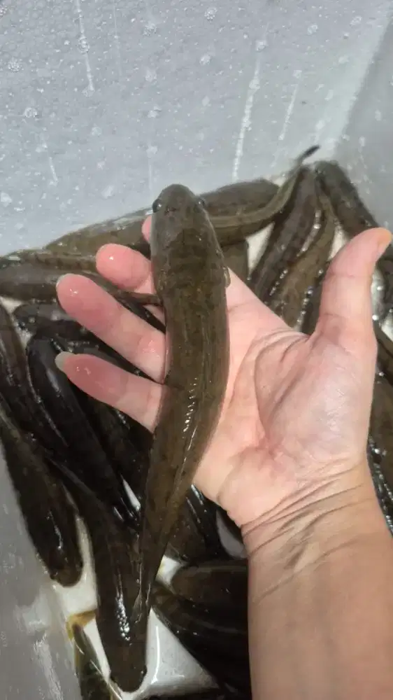 Ikan Gabus Konsumsi