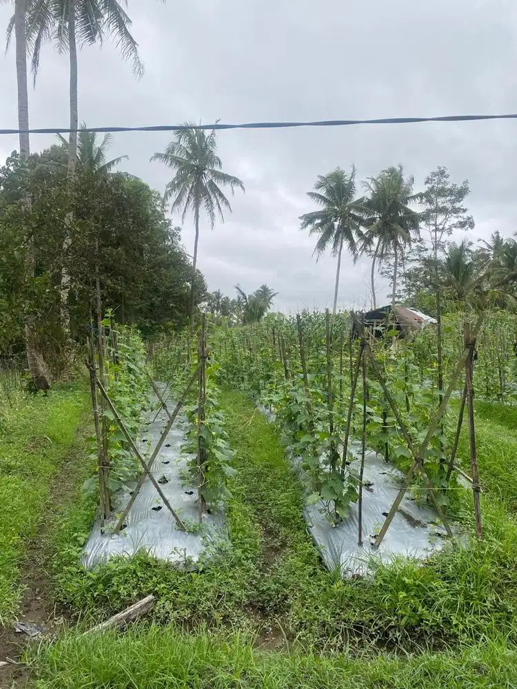 Jual Sawah Murah Pinggir Jalan Di Muntilan Jawa Tengah
