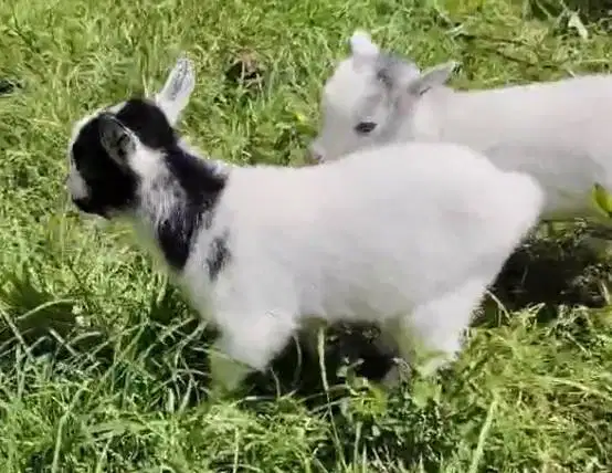 sepasang kambing pygmi asli TB 30cm 3 bulanan original full blood unik