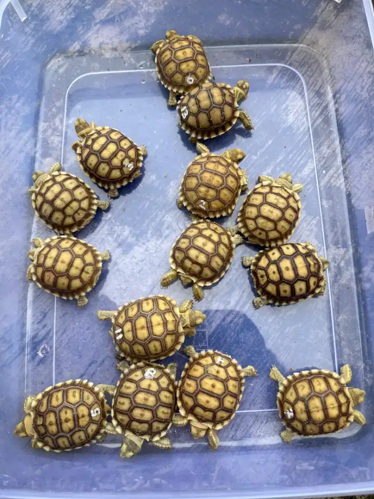 Sulcata Sehat 1 Bulan