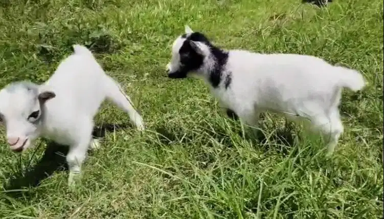 sepasang kambing mini pygmi asli 3 bulanan TB 30cm original exotik top