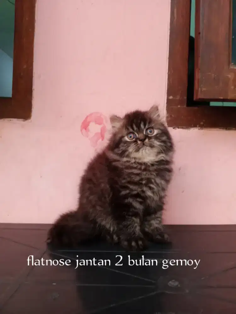 Kucing Persia flatnose