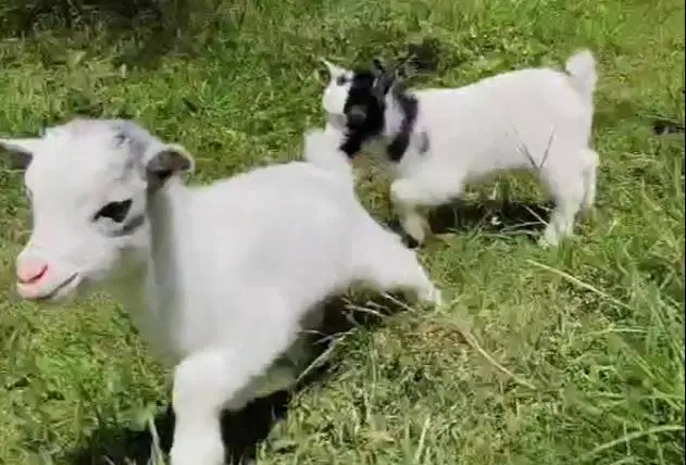 sepasang kambing mini pygmi ori TB 30cm 3 bulan exotik bukan silangan