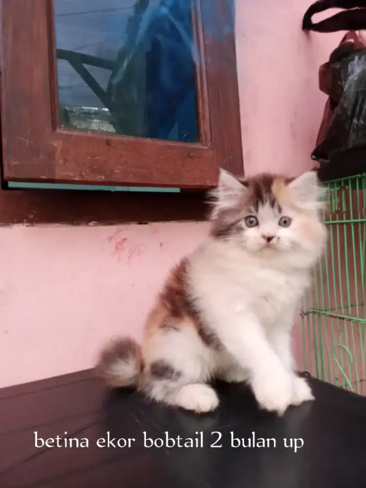 Kucing Persia medium