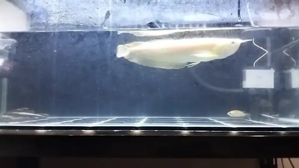 Arwana silver albino