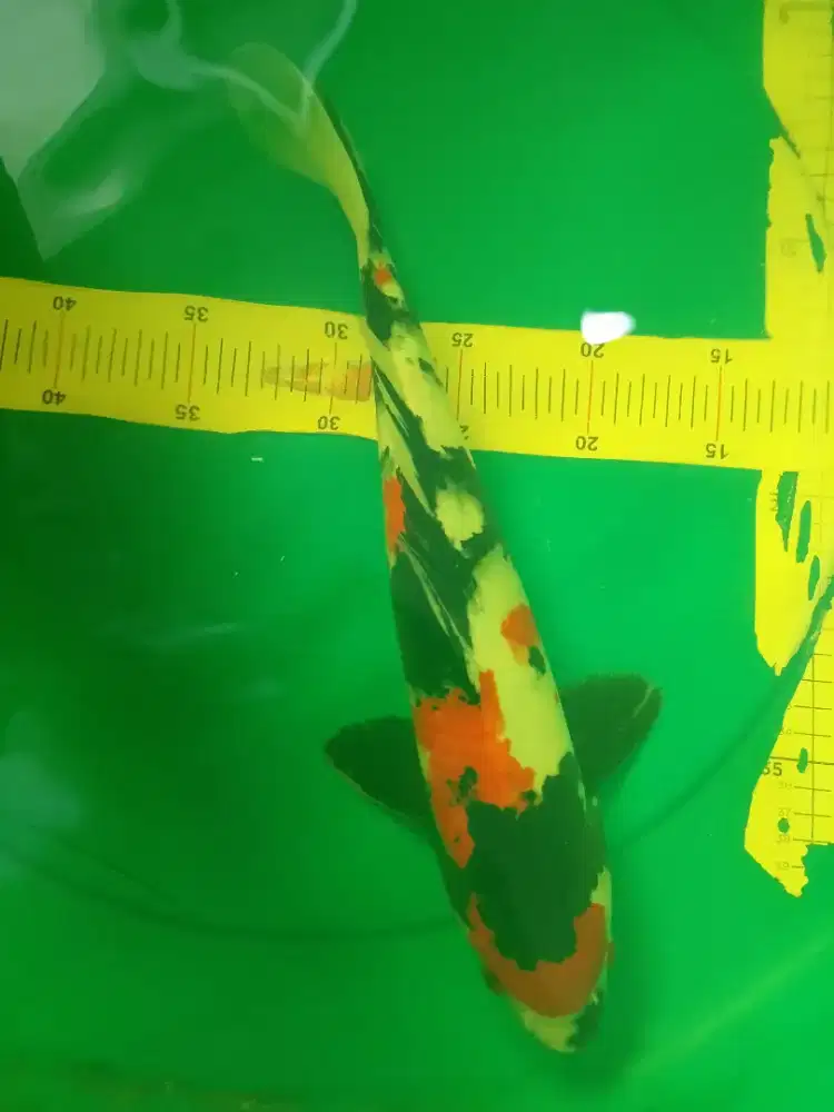 Ikan koi Showa HQ 33cm