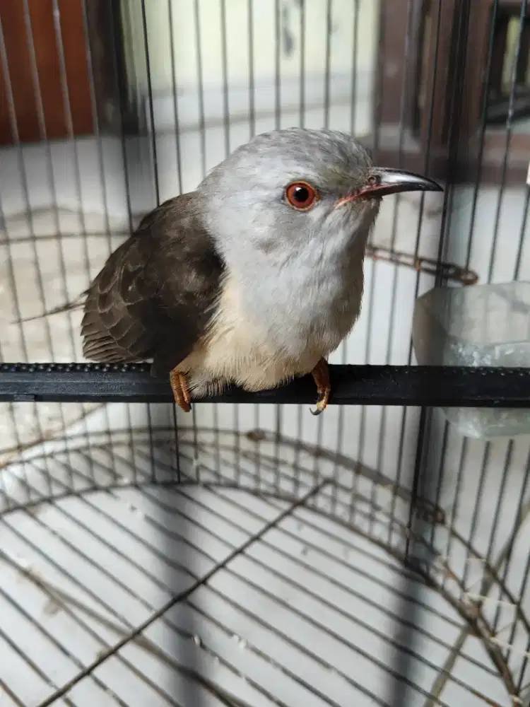 Burung mistik kedasih