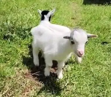 sepasang kambing mini pygmi 3 bulanan TB 30cm exotik segede kucing top