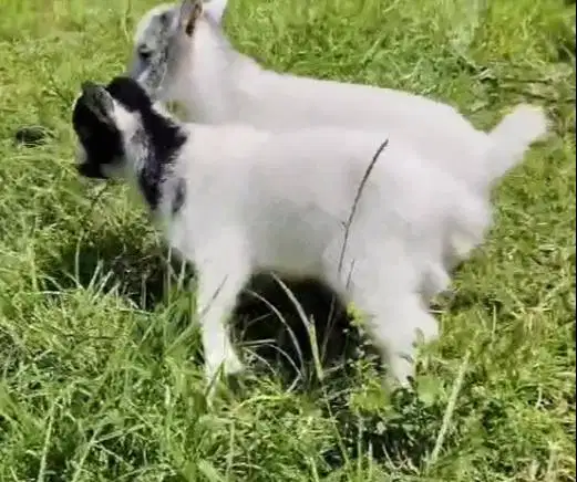 sepasang kambing mini pygmi TB 30cm 3 bulanan asli ori bukan silangan