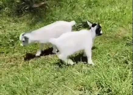 sepasang kambing mini pygmi TB 30cm 3 bulanan asli ori bukan silangan