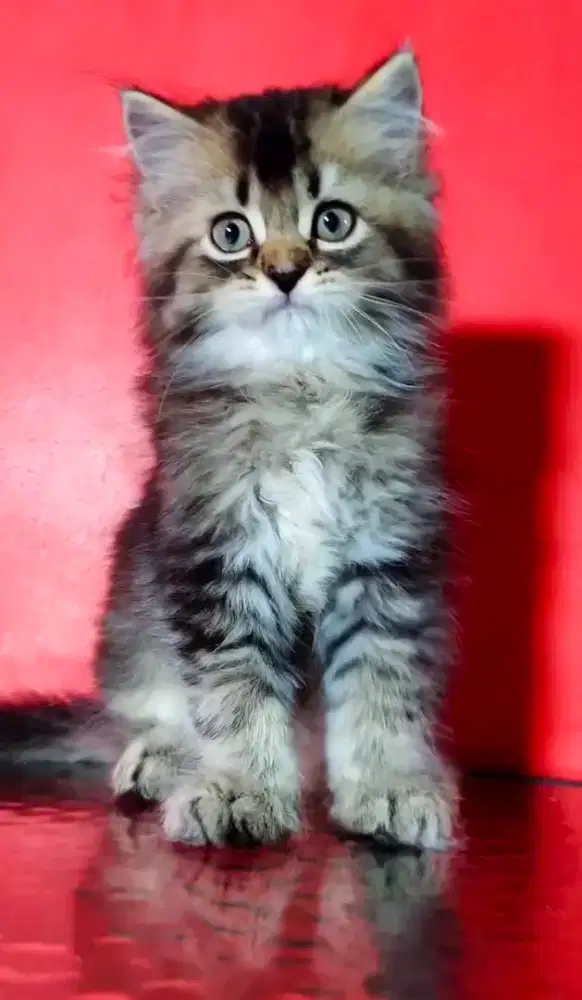 Kitten persia Jantan