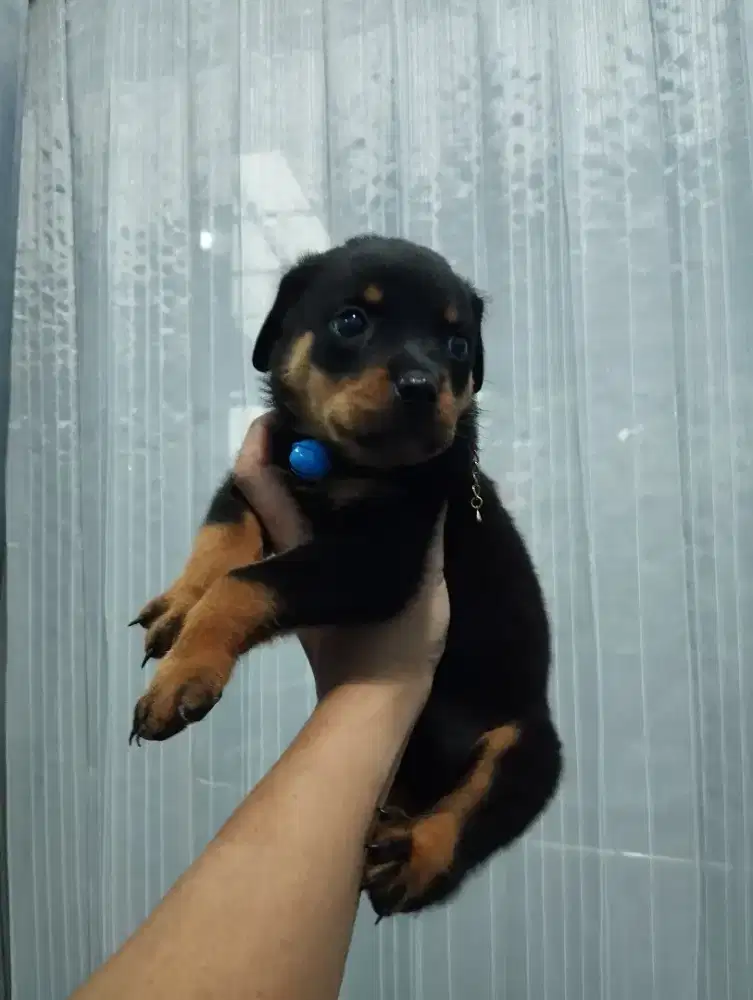 anak anjing rotweiler asli garansi 100% asli sisa betina