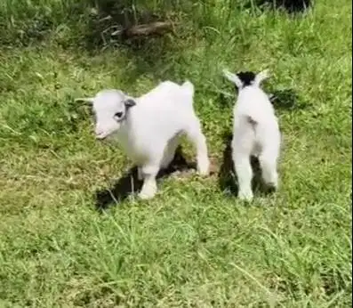 sepasang kambing mini pygmi 3 bulanan TB 30cm original exotik kerdil