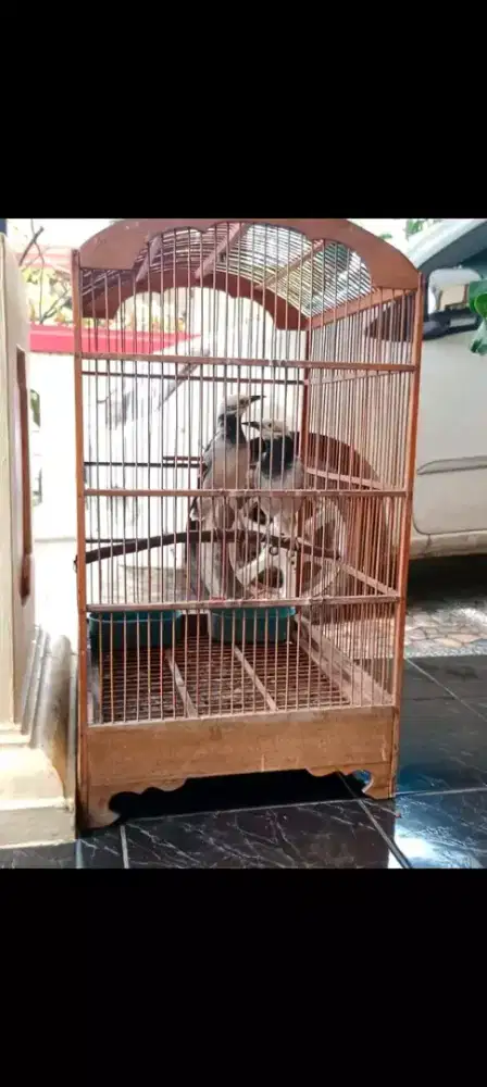 Jalak hongkong sepasang siap produksi