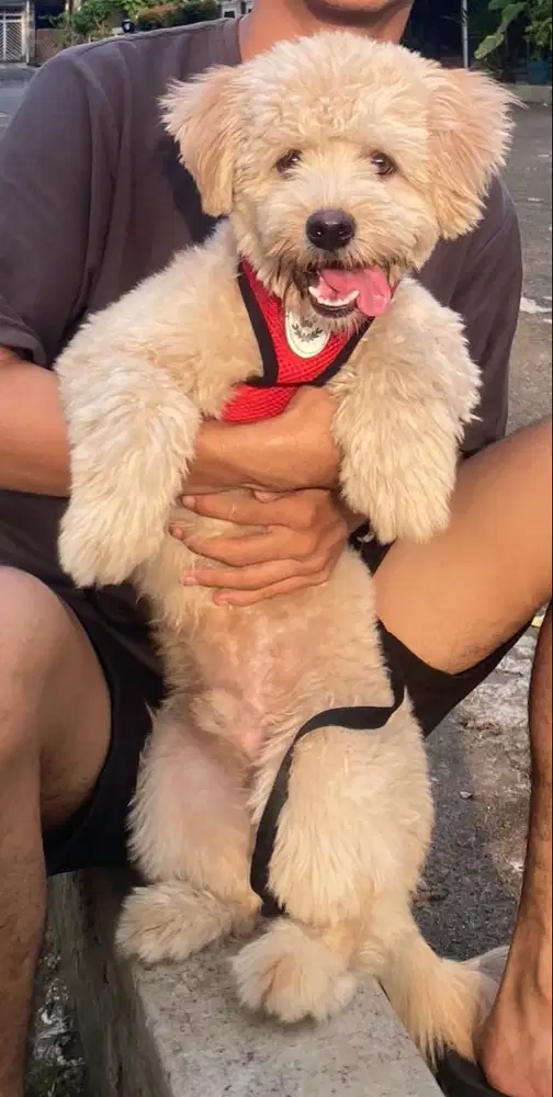 dijual anjing ras jenis maltipo 650 ribu, betina umur 10 bulan