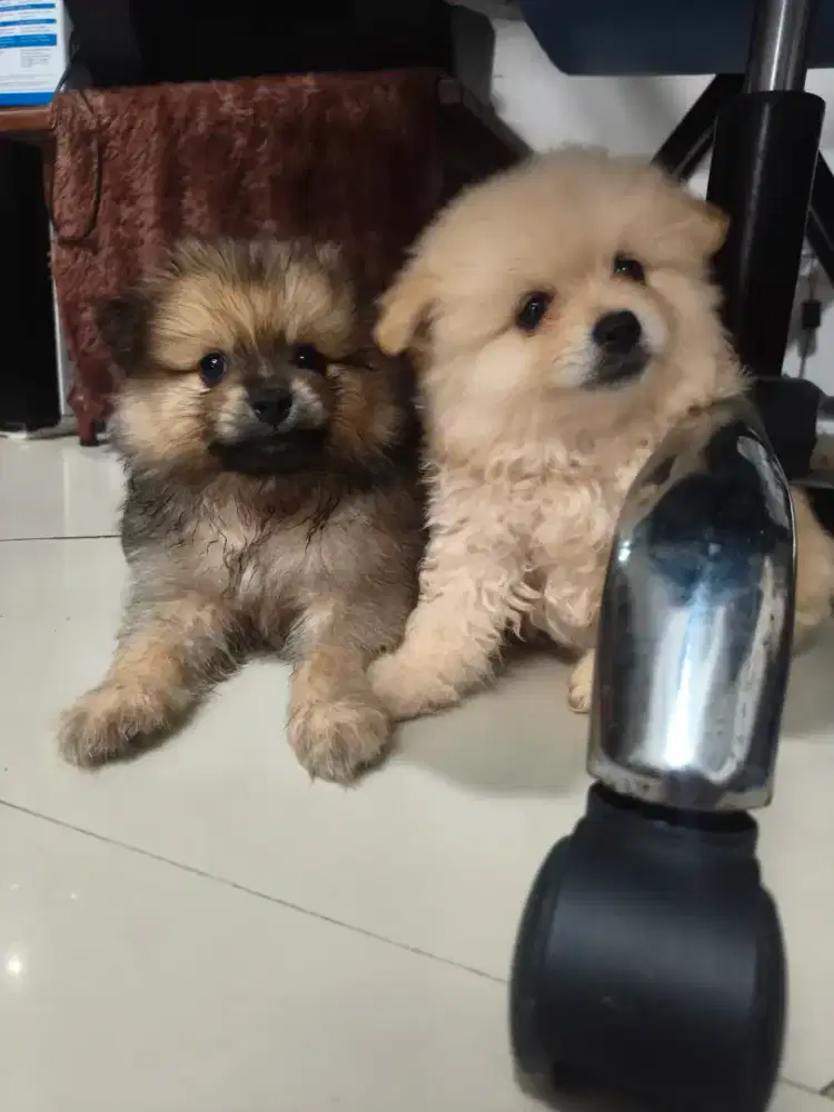 PUPPIES MINI POMERIAN