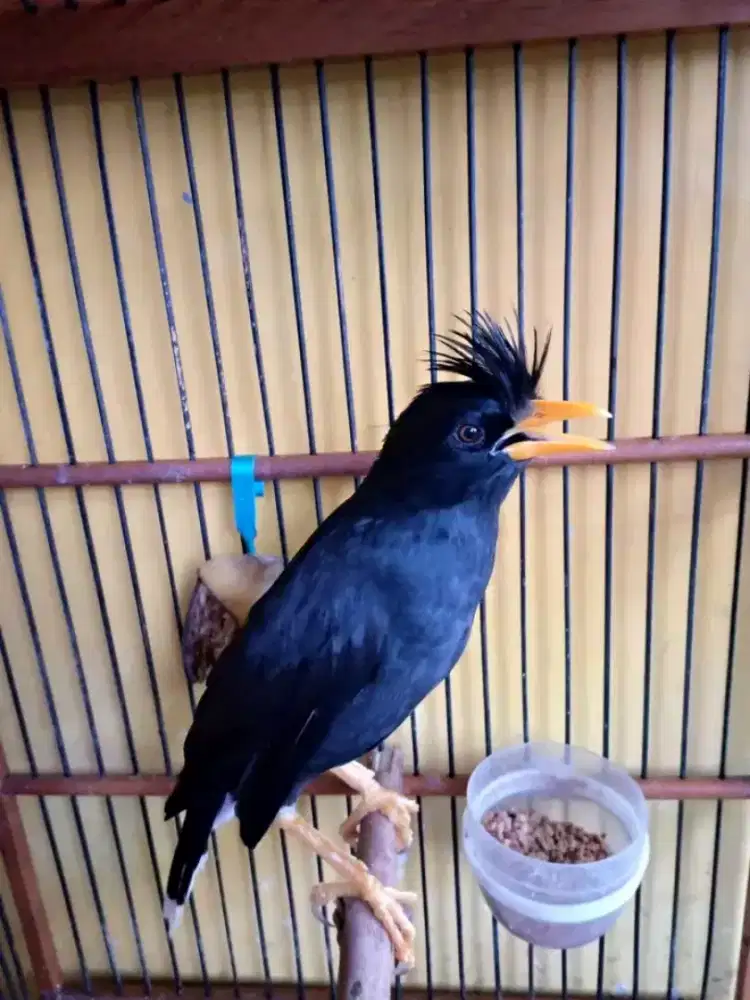 Jalak jambul thailand mulus gacor