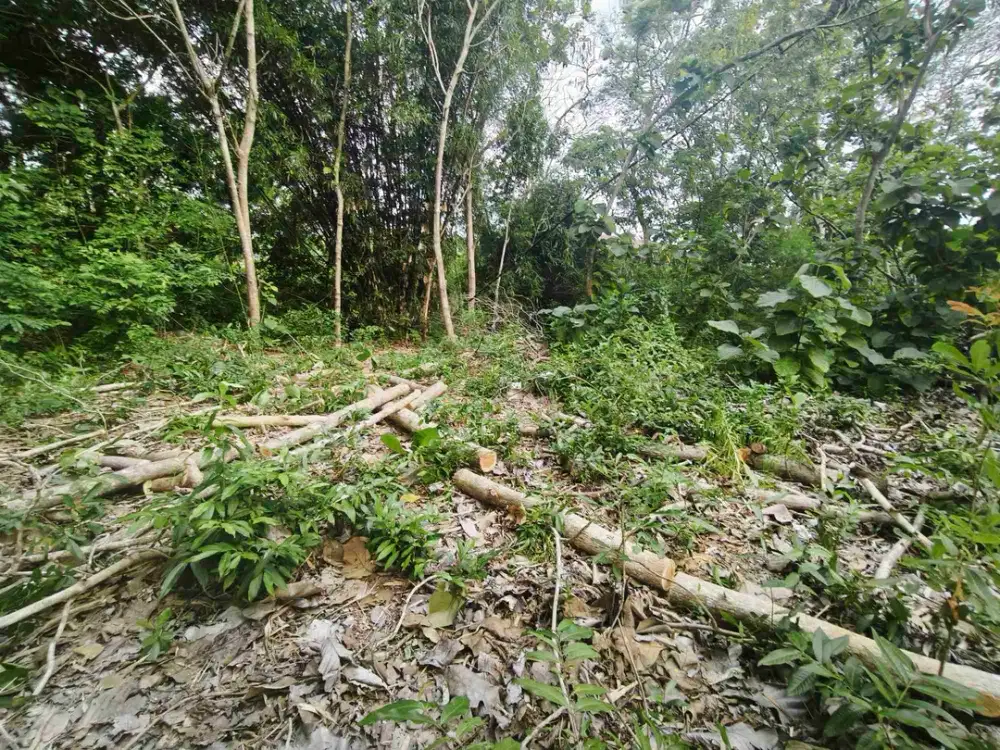 dijual 11 are tanah dekat politeknik & kampus unud jimbaran Kuta Selatan Badung Bali