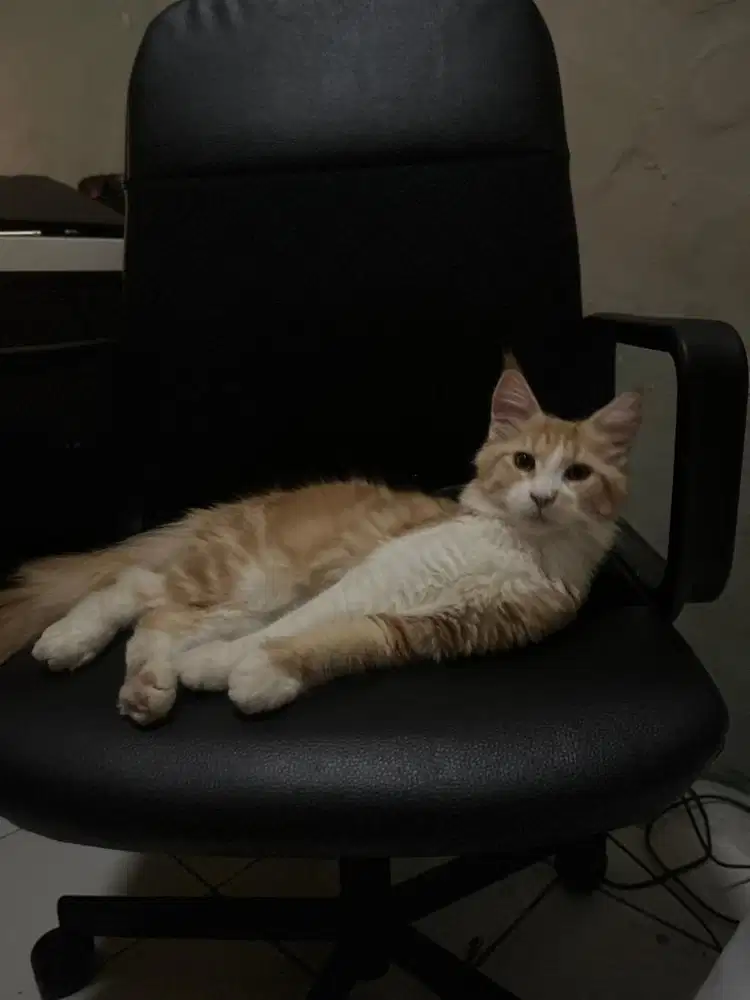 KITTEN MAINECOON BETINA MAINE COON MAINCON MAINECON