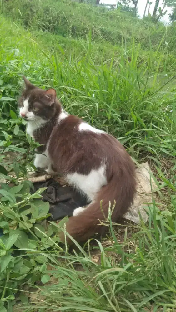 Kucing mink betina 5 bulan