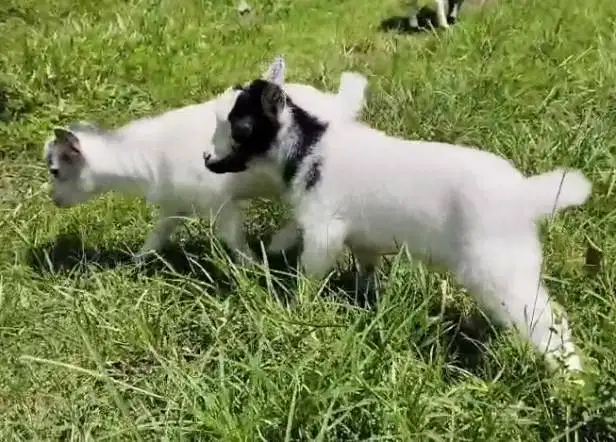 sepasang kambing mini pygmi 3 bulanan TB 30cm asli ori full blood unik