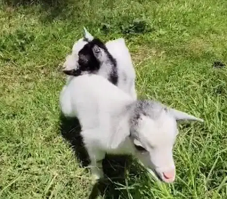 sepasang kambing mini pygmi 3 bulanan TB 30cm asli ori full blood unik