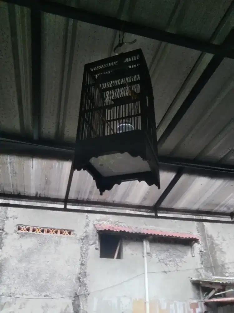 Sangkar burung pleci