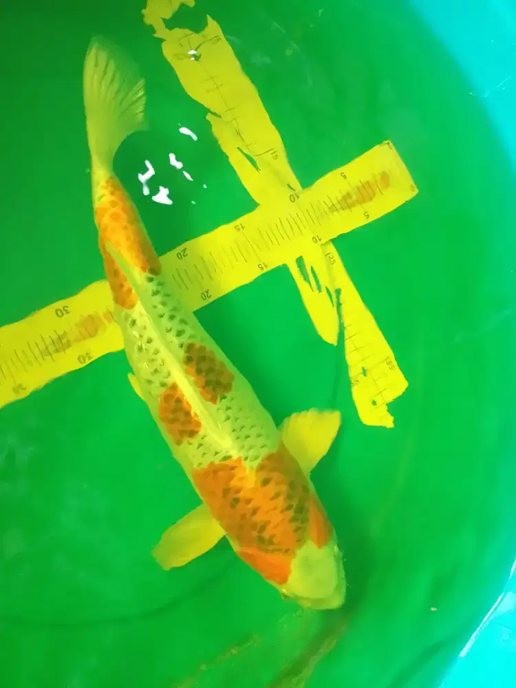 Ikan koi jenis KUJAKU 45cm HQ