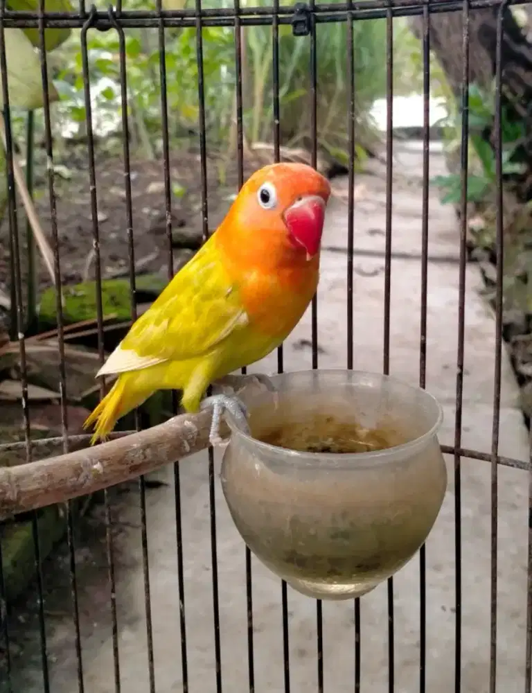 Lovebird biola pastelino