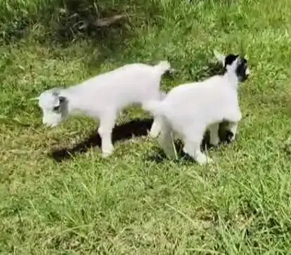 sepasang kambing mini pygmi 3 bulanan TB 30cm asli ori full blood unik
