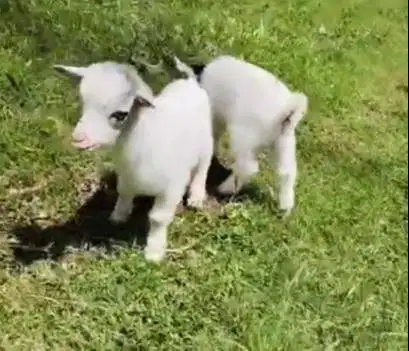 sepasang kambing mini pygmi ori 3 bulanan TB 30cm bukan silangan unik