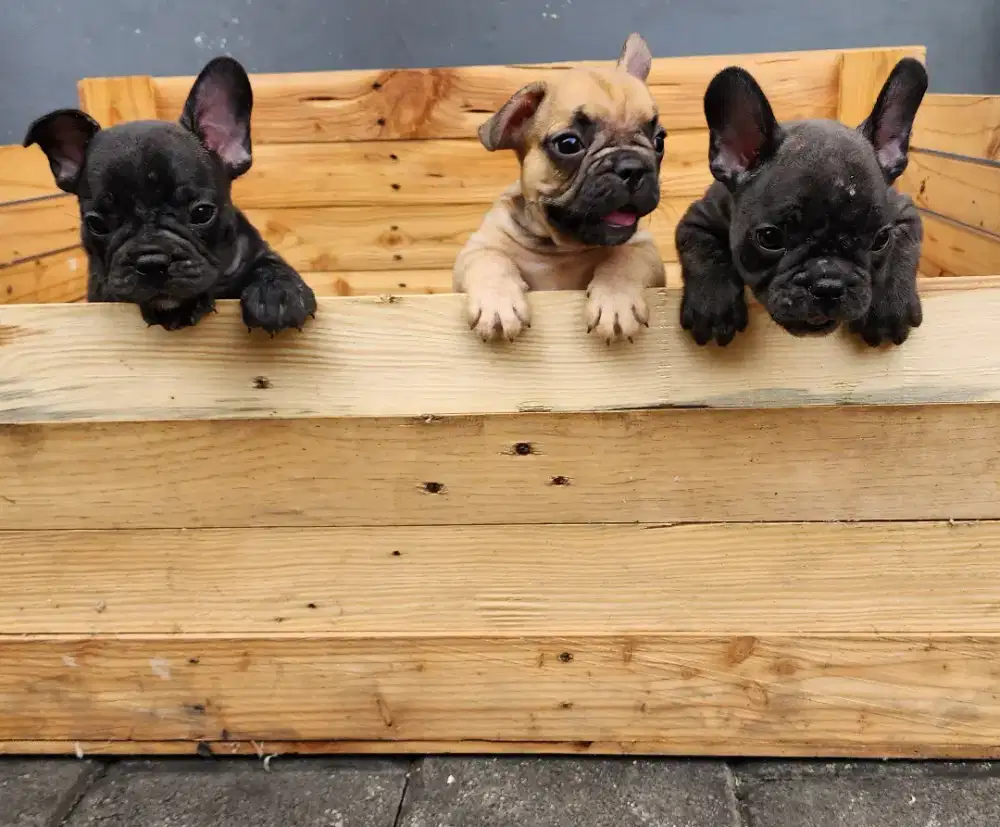 French bulldog jimbaran