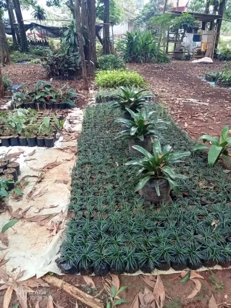 Jual tanaman hias