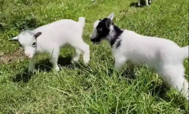 sepasang kambing mini pygmi ori asli 3 bulanan bukan silangan exotik