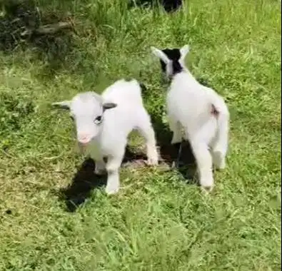 sepasang kambing mini pygmi 3 bulanan TB 30cm exotik ori bukan cross