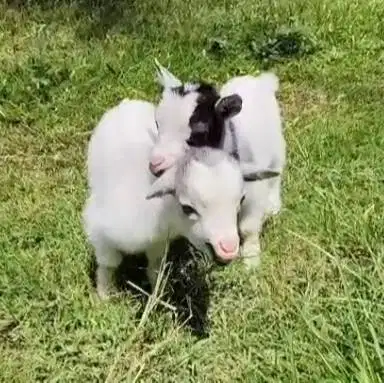 sepasang kambing mini pygmi 3 bulanan TB 30cm exotik ori bukan cross