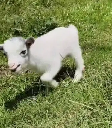 sepasang kambing mini pygmi asli 3 bulanan ori full blood exotik unik