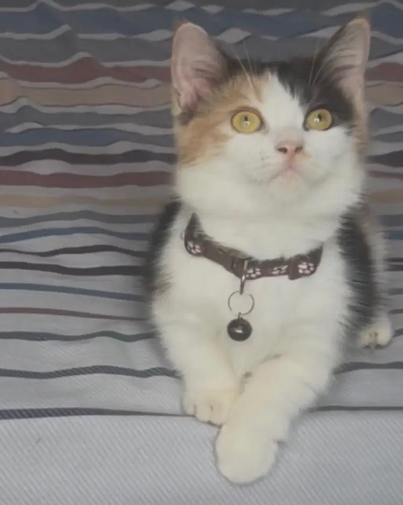 Kucing munchkin bsh british shorthair munkin british short hair