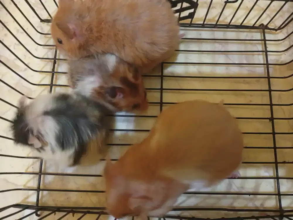 4Hamster Jual semua, Edisi pindah kost