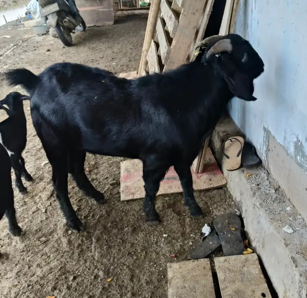 Jual kambing bandot/ betina