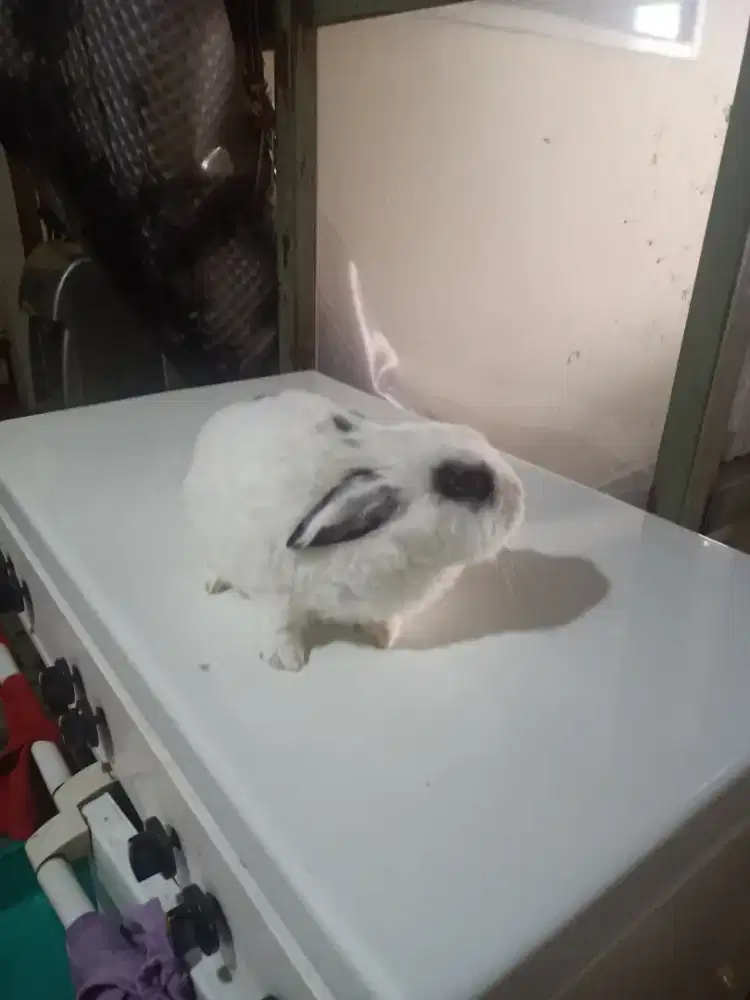 Tipe : hewan pengerat