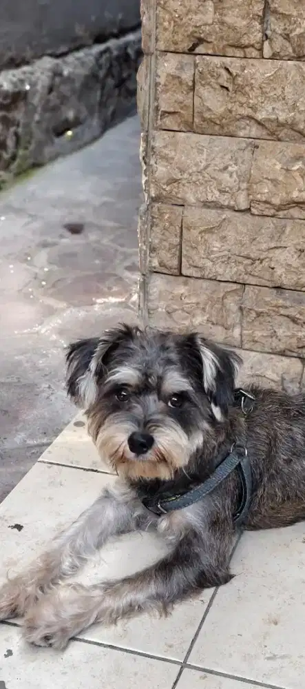 ADOPT ANJING RAS MIX POODLE DAN SCHNAUZER