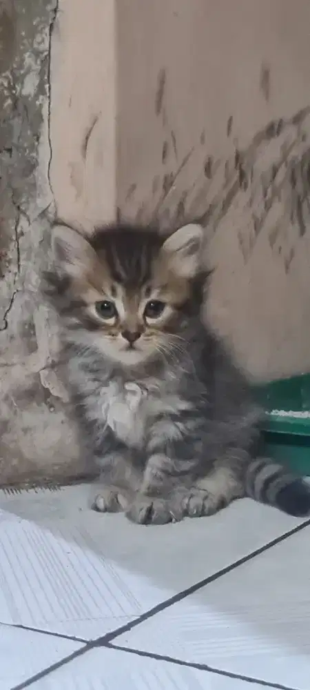 Open adop kitten persia
