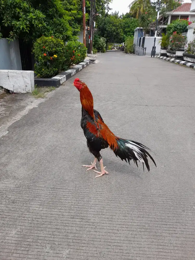 Jual Ayam Bangkok Super